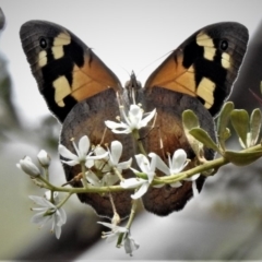 Heteronympha merope (Common Brown Butterfly) at Paddys River, ACT - 20 Jan 2019 by JohnBundock