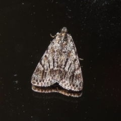 Spectrotrota fimbrialis (A Pyralid moth) at Macarthur, ACT - 20 Jan 2019 by RodDeb