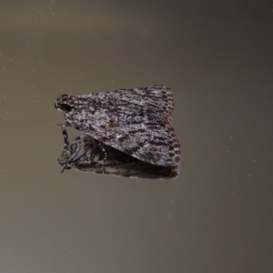 Spectrotrota fimbrialis at Macarthur, ACT - 20 Jan 2019 04:38 PM