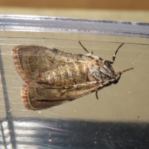 Spectrotrota fimbrialis at Macarthur, ACT - 20 Jan 2019 04:38 PM