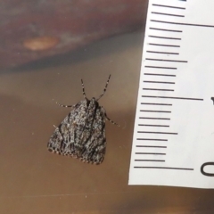 Spectrotrota fimbrialis at Macarthur, ACT - 20 Jan 2019 04:38 PM