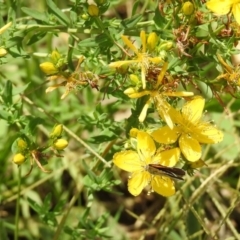 Hypericum perforatum (St John's Wort) at Hoover Reserve - 20 Jan 2019 by RodDeb