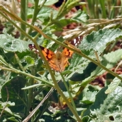 Vanessa kershawi (Australian Painted Lady) at Queanbeyan West, NSW - 20 Jan 2019 by RodDeb