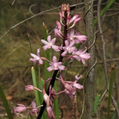 Dipodium roseum (Rosy Hyacinth Orchid) at Paddys River, ACT - 19 Jan 2019 by JohnBundock