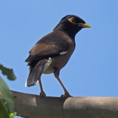 Acridotheres tristis (Common Myna) at Queanbeyan West, NSW - 20 Jan 2019 by RodDeb