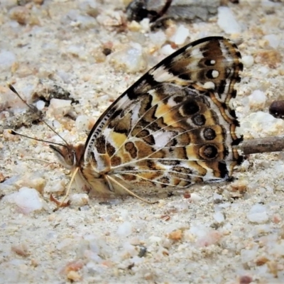 Vanessa kershawi (Australian Painted Lady) at Paddys River, ACT - 19 Jan 2019 by JohnBundock