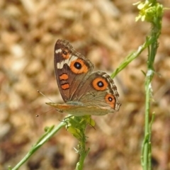 Junonia villida (Meadow Argus) at Queanbeyan West, NSW - 20 Jan 2019 by RodDeb