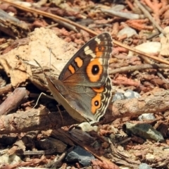 Junonia villida at Queanbeyan West, NSW - 20 Jan 2019 12:30 PM