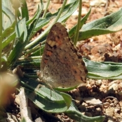 Junonia villida at Queanbeyan West, NSW - 20 Jan 2019 12:30 PM