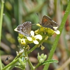 Lucia limbaria (Chequered Copper) at Hoover Reserve - 20 Jan 2019 by RodDeb