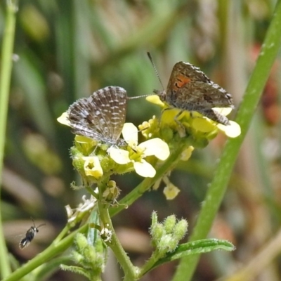 Lucia limbaria (Chequered Copper) at Queanbeyan West, NSW - 20 Jan 2019 by RodDeb