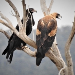 Aquila audax (Wedge-tailed Eagle) at Paddys River, ACT - 20 Jan 2019 by JohnBundock
