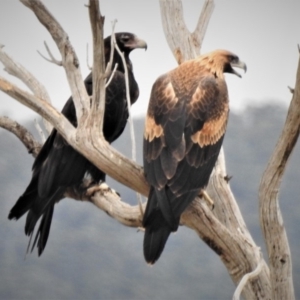 Aquila audax at Paddys River, ACT - 20 Jan 2019