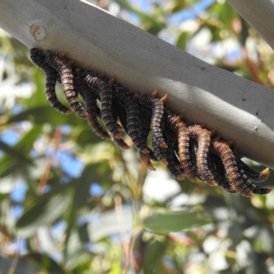 Perginae sp. (subfamily) (Unidentified pergine sawfly) at Jerrabomberra Wetlands - 12 Jan 2019 by HelenCross