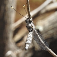 Suhpalacsa sp. (genus) at Paddys River, ACT - 20 Jan 2019