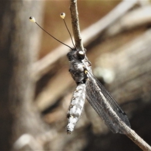 Suhpalacsa sp. (genus) at Paddys River, ACT - 20 Jan 2019