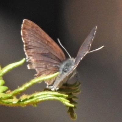 Candalides heathi at Gibraltar Pines - 20 Jan 2019 by JohnBundock