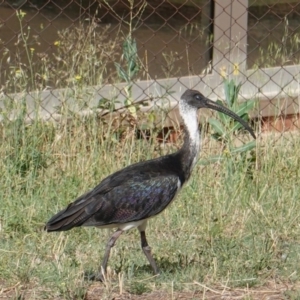 Threskiornis spinicollis at Hughes, ACT - 20 Jan 2019 09:48 AM