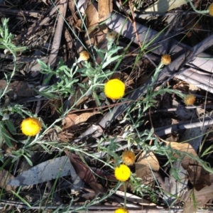 Coronidium gunnianum at Winifred, NSW - 20 Jan 2019 04:03 PM