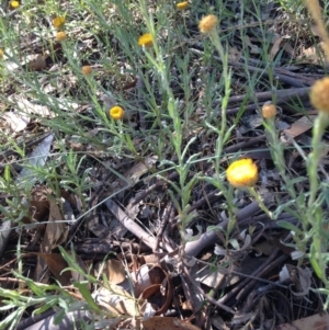 Coronidium gunnianum at Winifred, NSW - 20 Jan 2019 04:03 PM