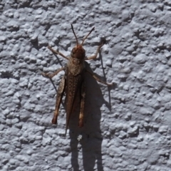 Acrididae sp. (family) (Unidentified Grasshopper) at Hughes, ACT - 20 Jan 2019 by JackyF