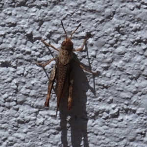 Acrididae sp. (family) at Hughes, ACT - 20 Jan 2019 03:08 PM