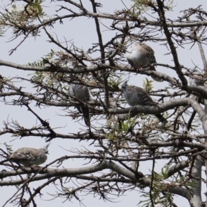 Ocyphaps lophotes at Hughes, ACT - 20 Jan 2019 10:00 AM