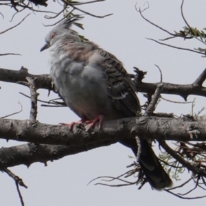 Ocyphaps lophotes at Hughes, ACT - 20 Jan 2019