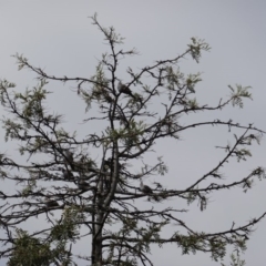 Ocyphaps lophotes at Hughes, ACT - 20 Jan 2019