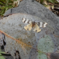 Termessa laeta (Lithosiini) at Mount Clear, ACT - 28 Dec 2018 by JBrickhill