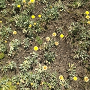 Coronidium gunnianum at Nimmitabel, NSW - 20 Jan 2019