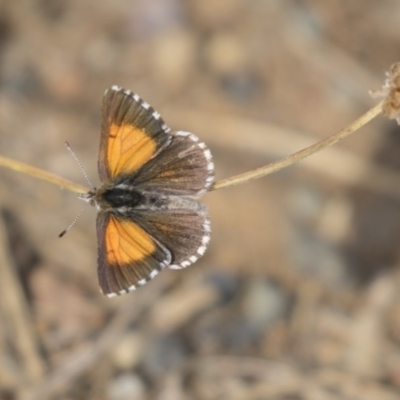 Lucia limbaria (Chequered Copper) at Hawker, ACT - 19 Jan 2019 by AlisonMilton