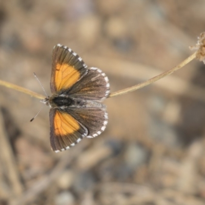 Lucia limbaria (Chequered Copper) at Hawker, ACT - 20 Jan 2019 by AlisonMilton