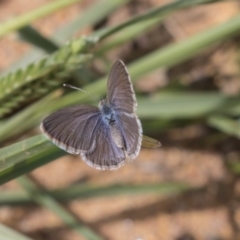 Zizina otis (Common Grass-Blue) at Hawker, ACT - 20 Jan 2019 by AlisonMilton