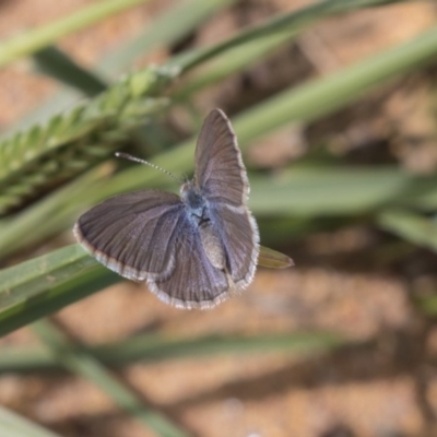 Zizina otis (Common Grass-Blue) at Hawker, ACT - 20 Jan 2019 by AlisonMilton