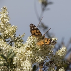 Vanessa kershawi (Australian Painted Lady) at Hawker, ACT - 19 Jan 2019 by Alison Milton