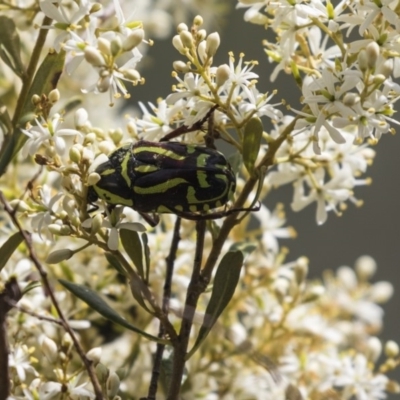 Eupoecila australasiae (Fiddler Beetle) at Hawker, ACT - 19 Jan 2019 by Alison Milton