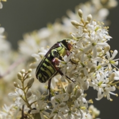 Eupoecila australasiae at Hawker, ACT - 20 Jan 2019