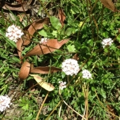 Trachymene humilis subsp. humilis (Alpine Trachymene) at Steeple Flat, NSW - 20 Jan 2019 by Katarina