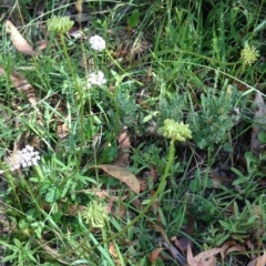 Trachymene humilis subsp. humilis at Steeple Flat, NSW - 20 Jan 2019