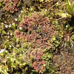 Azolla filiculoides (Water Fern) at Nimmitabel, NSW - 20 Jan 2019 by Katarina