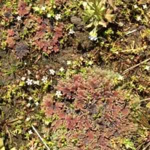 Azolla filiculoides at Nimmitabel, NSW - 20 Jan 2019