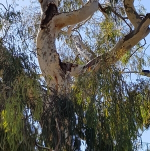 Callocephalon fimbriatum at Barton, ACT - suppressed