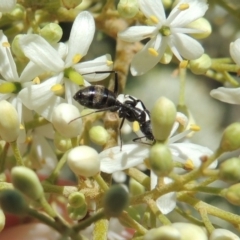 Camponotus aeneopilosus at Conder, ACT - 24 Dec 2018 03:37 PM