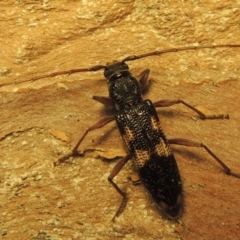 Phoracantha punctata (Longhorn beetle) at Conder, ACT - 31 Dec 2018 by michaelb