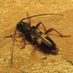 Phoracantha punctata at Conder, ACT - 1 Jan 2019 09:03 AM