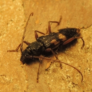 Phoracantha punctata at Conder, ACT - 1 Jan 2019 09:03 AM