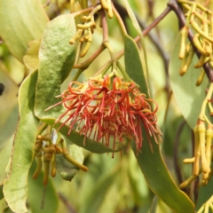 Amyema miquelii (Box Mistletoe) at Kambah, ACT - 19 Jan 2019 by MatthewFrawley