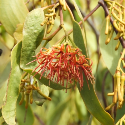 Amyema miquelii (Box Mistletoe) at Mount Taylor - 18 Jan 2019 by MatthewFrawley