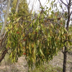 Amyema miquelii at Kambah, ACT - 19 Jan 2019